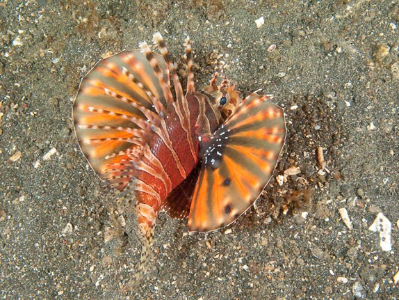 Zebra lionfish at Jahir