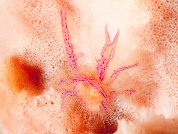 Hairy squat lobster at DJ Point