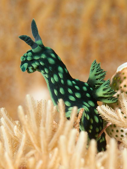 Crested nembrotha at DJ Point