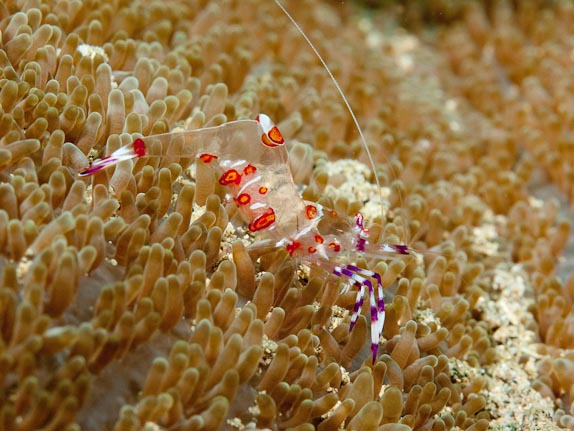 Commensal shrimp on anemone at Bolung Point