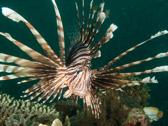 Common lionfish -  Paradise Jetty, Sulawesi, Indonesia