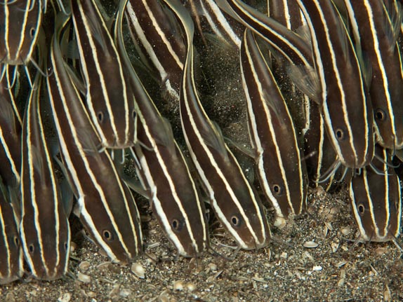 Striped catfish shoal at Peter's Point