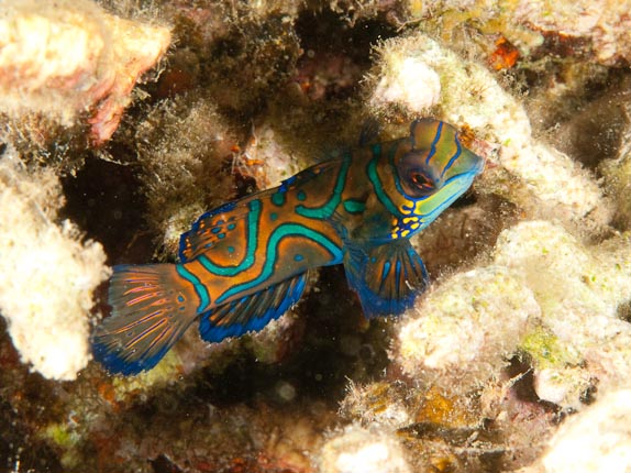 Mandarinfish at Black Rock