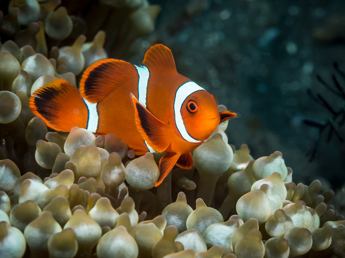 Spine-cheek Anemonefish - Air Banjo I