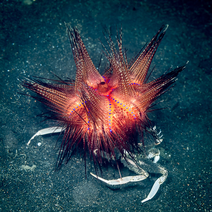 Crab and Sea Urchin - TK, Lembeh