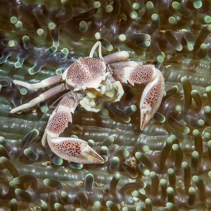Spotted Porcelain Crab - Nudi Falls