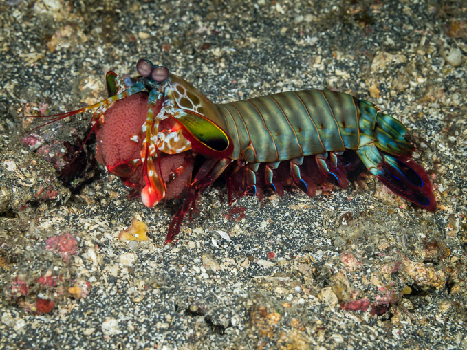 Smashing Mantis Shrimp with Eggs - Nudi Retreat