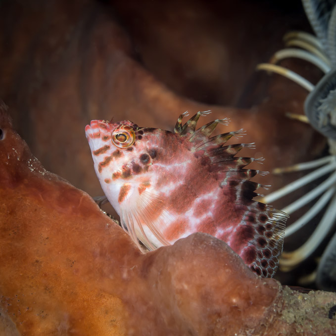 Pixy Hawkfish - Nudi Retreat