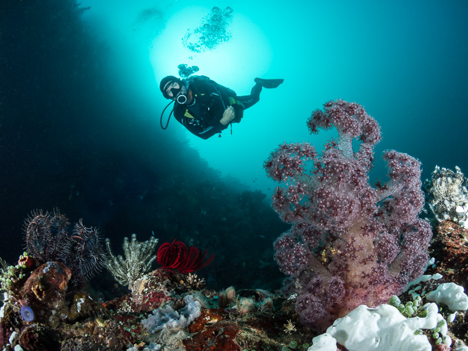 Diver and Soft Coral - Angels Window