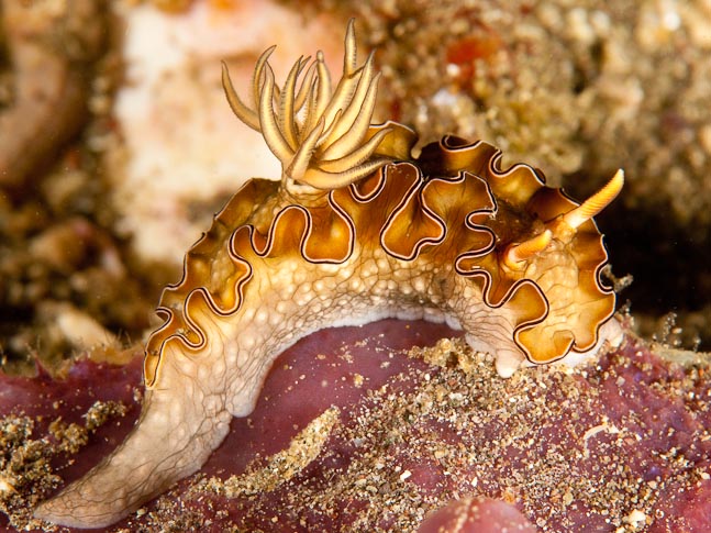 Philippine glossodoris - Torpedo Point, Komodo, Indonesia