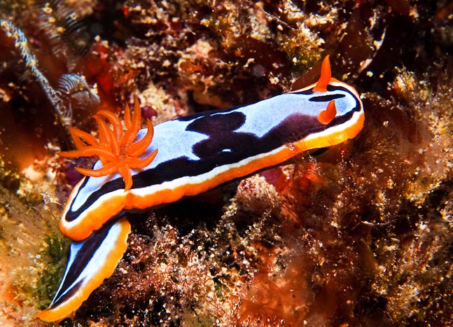 West Australian Chromodoris - Rottnest, WA