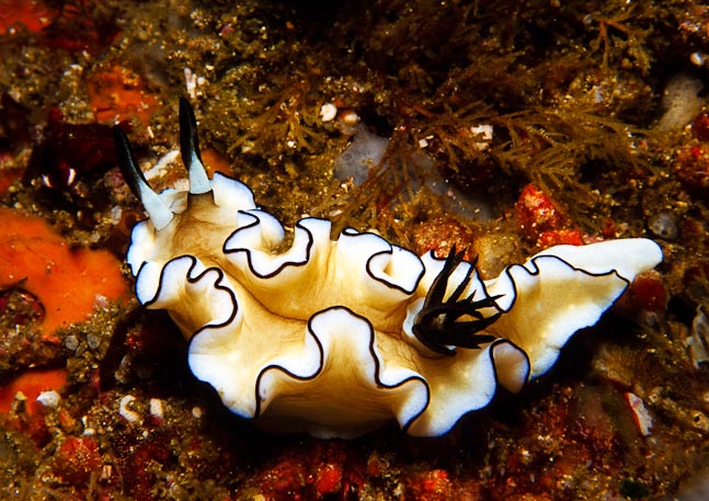Black-margined Glossodoris- Komodo, Indonesia