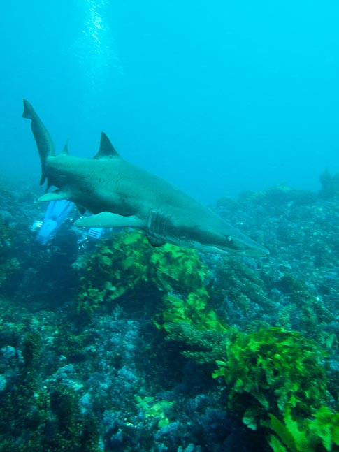 'Grey Nurse Shark Approaches' - Rottnest, WA