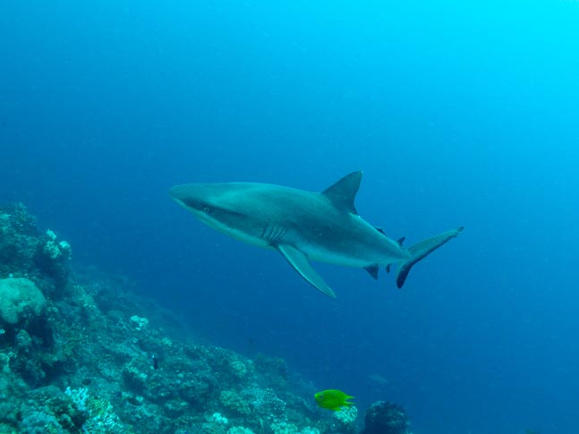 'Grey Reef Shark' - Kilibobs Knob, PNG