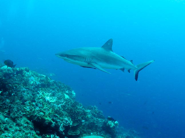 'Grey Reef Shark' - Kilibobs Knob, PNG