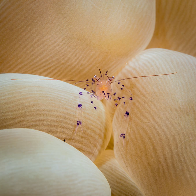Glass-shrimp on Bubble Coral