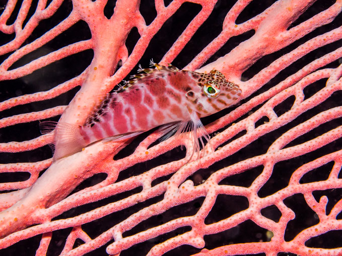 Hawkfish on Seafan