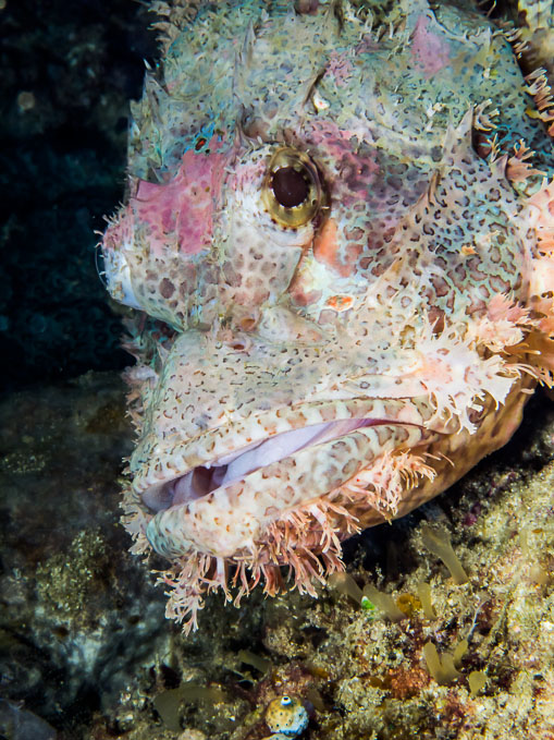 Portrait of a Scorpioncod
