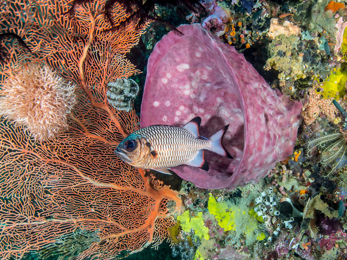 Shadowfin Soldierfish on Sponge and Seafan