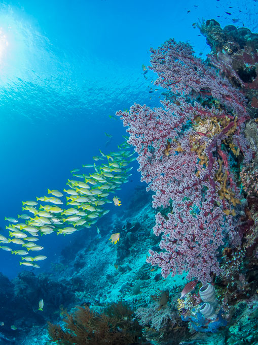 Snapper Shoal and Pink Coral