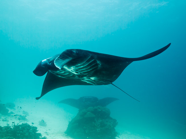 Manta Ray - Manta Sandy