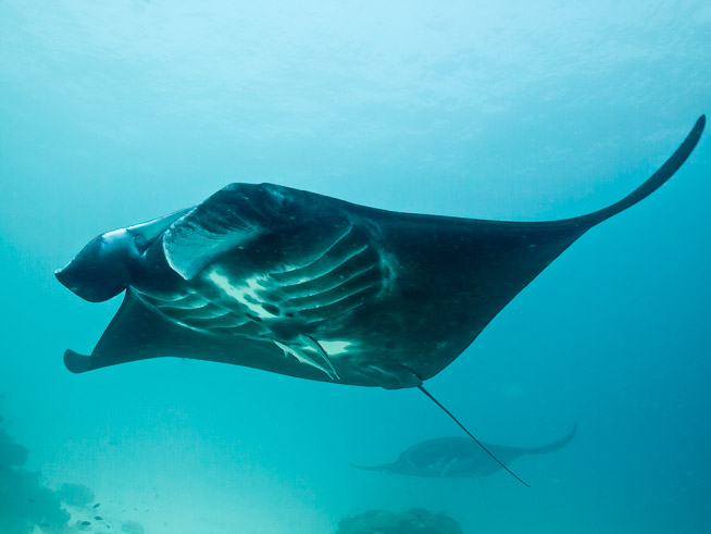 Nearer - Manta Sandy