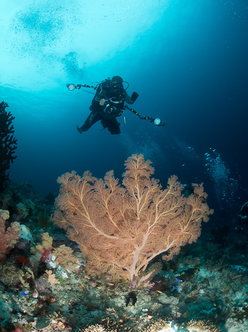 Sam and Seafan - Penemu Reef