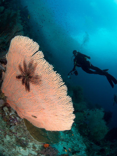 Hillary with Crinoid on Seafan - Fam Passage