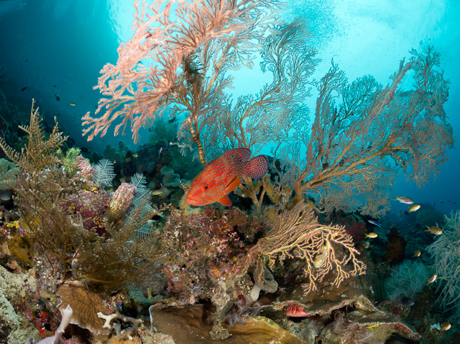 Coral Trout at Home - Fam Passage