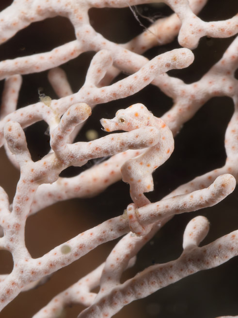 Pygmy Seahorse - Equator Rock