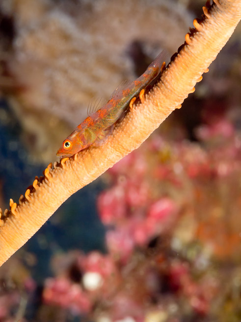 Whip-goby - Equator Rock