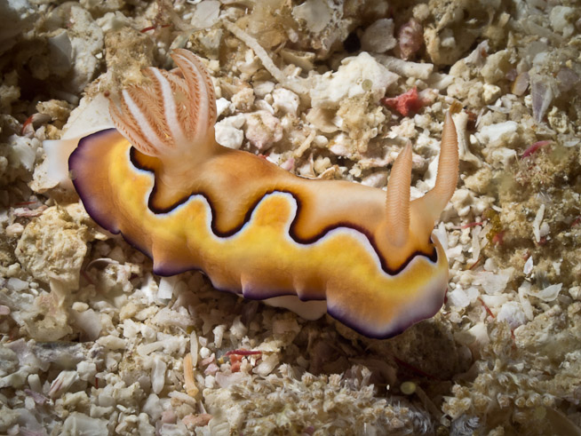 Chromodoris coi - Equator Rock
