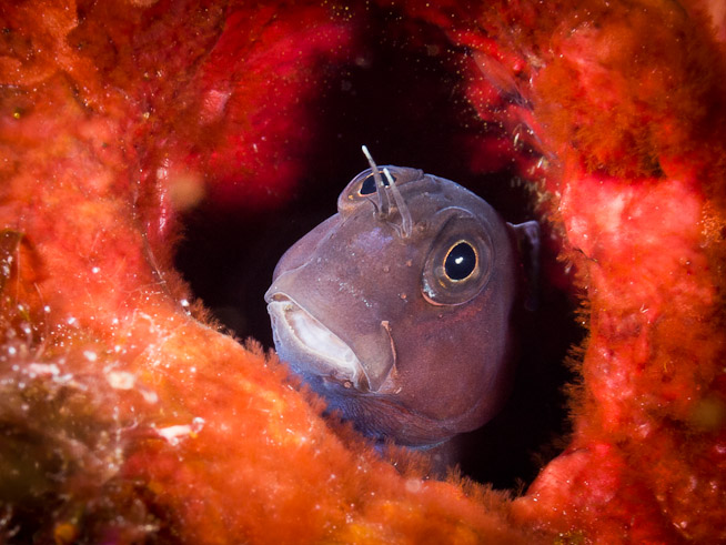 Blenny in Red - Equator Rock