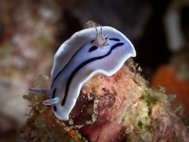 Willan's Chromodoris - Pisang Point
