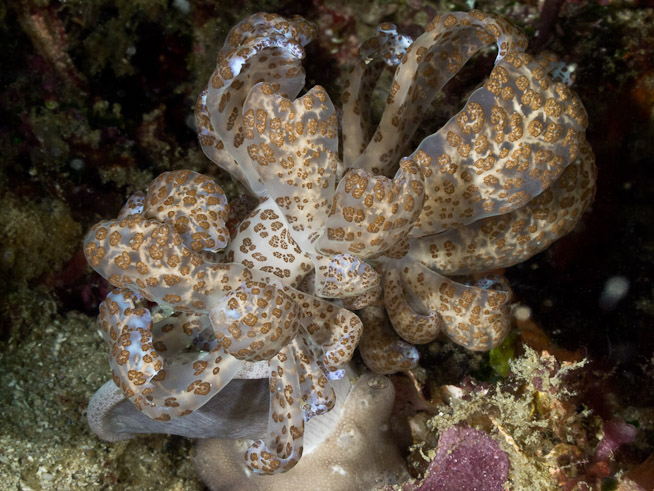 Phyllodesmium Longicirrum - White Arrow