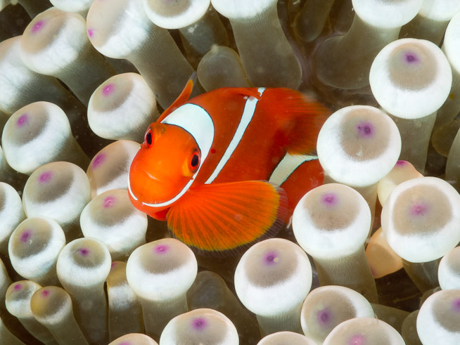 Spine-cheek Anemonefish - Channel Island