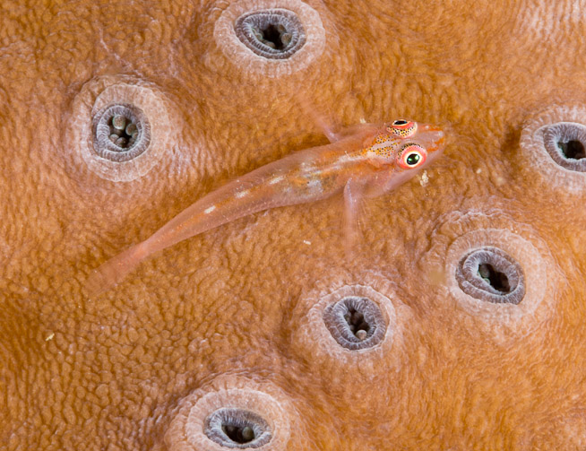 Stonycoral Ghostgoby - White Arrow