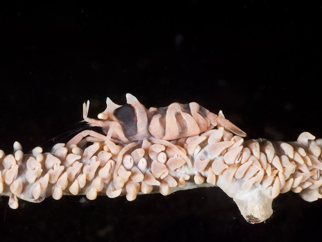 Commensal Shrimp on Seawhip - White Arrow