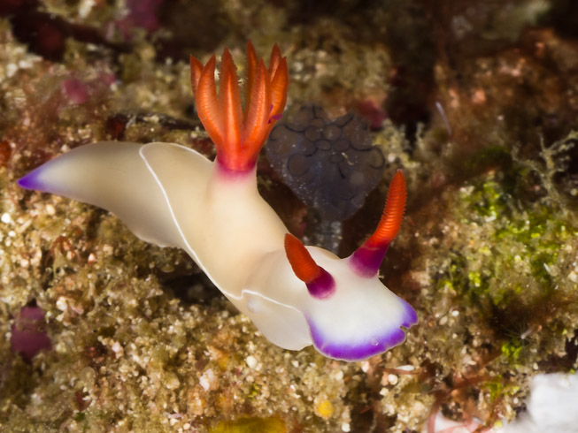 Nudibranch - Channel Island