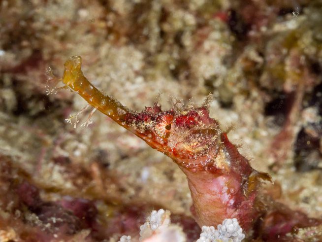 Pipefish - Channel Island