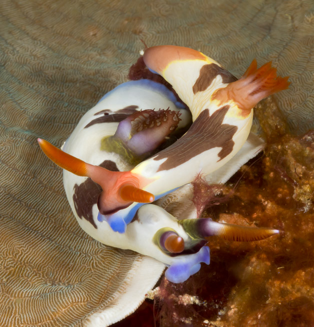 Chamberlain's Nembrotha - Channel Island