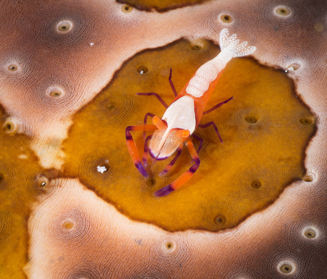 Imperial Shrimp on Seacucumber - Yeben Shallows