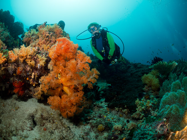 Dawn and Soft Corals - Citrus Ridge