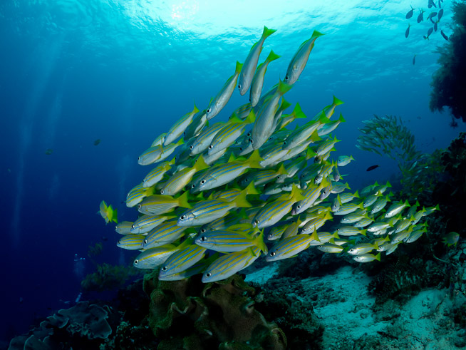 Bluestriped Snapper - Mioskon Island