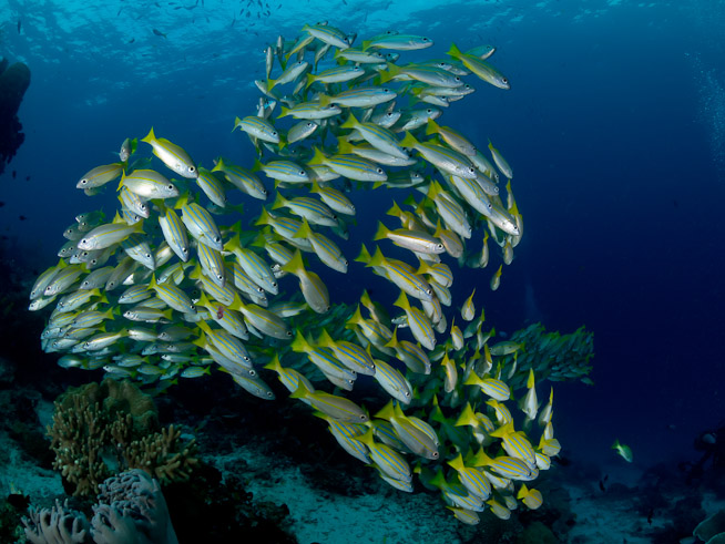 Bluestriped Snapper - Mioskon Island