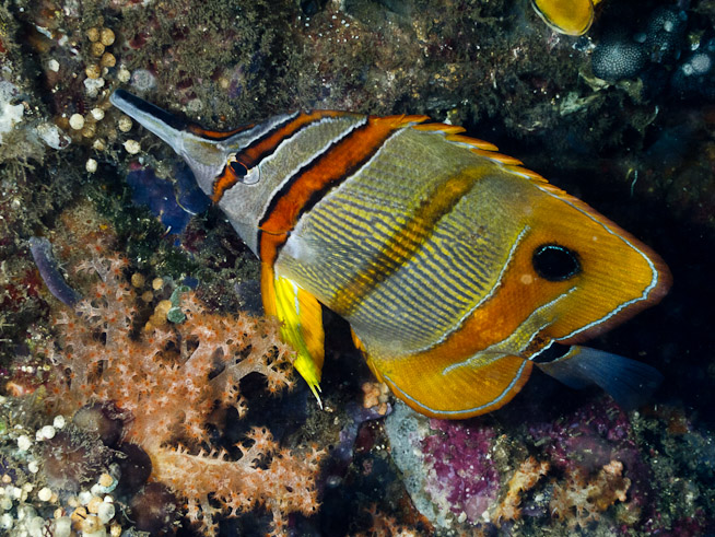 Long-beaked Coralfish - The Passage