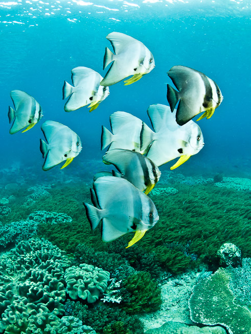 Batfish - Mike's Point