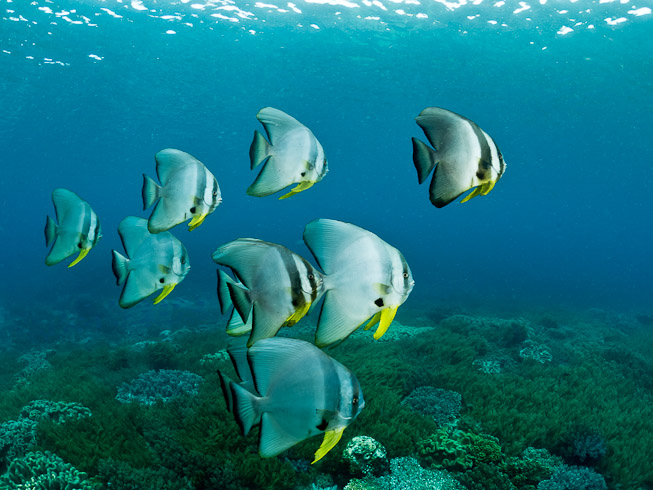 Batfish - Mike's Point