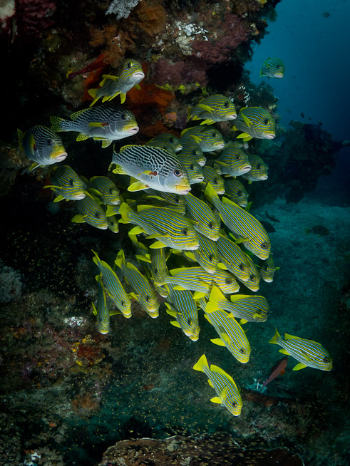 Ribbon and Diagonal-banded Sweetlips in Current - Otdima Reef