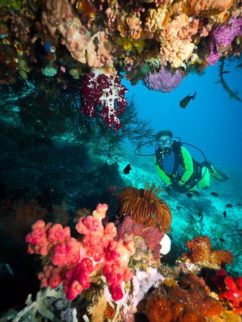 Dawn and Soft Corals - Arborec Jetty